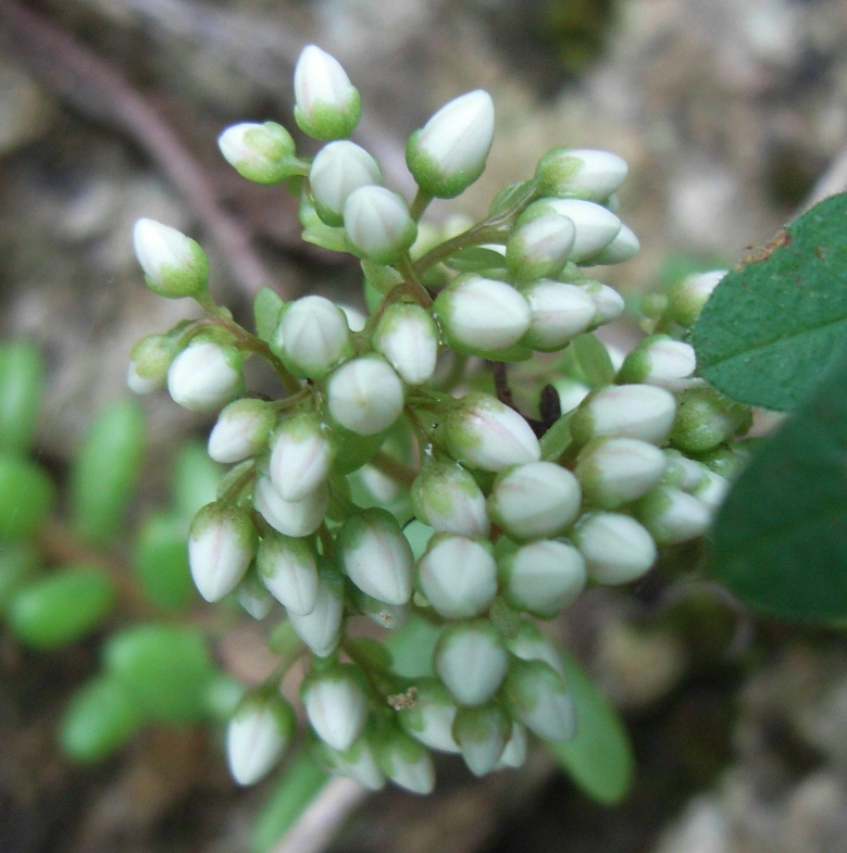 sedum album